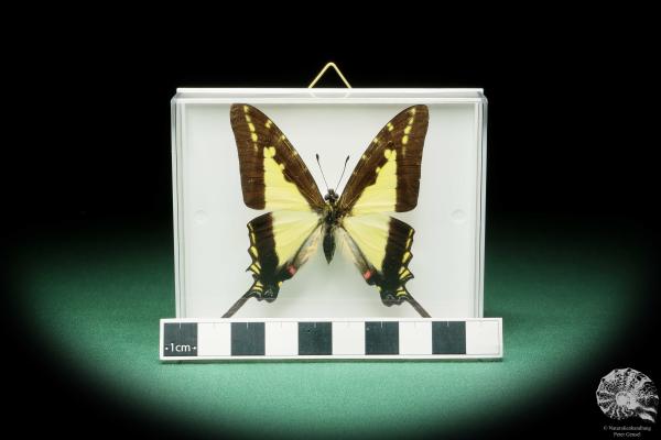 Protographium dioxippus lacandones (17210) a butterfly from North America | Taxidermy | Butterflies