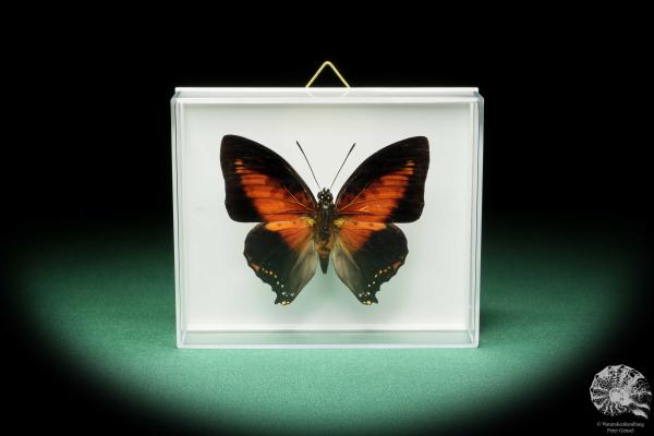 Charaxes zingha (17211) a butterfly from Africa | Taxidermy | Butterflies