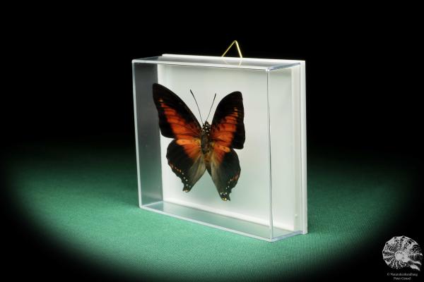 Charaxes zingha (17211) a butterfly from Africa | Taxidermy | Butterflies