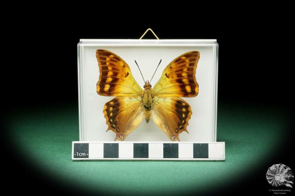 Charaxes candiope ein Schmetterling