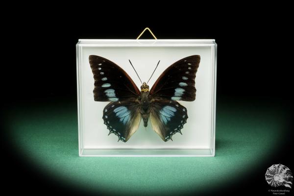 Charaxes imperialis (17217) a butterfly from Africa | Taxidermy | Butterflies