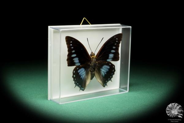 Charaxes imperialis (17217) a butterfly from Africa | Taxidermy | Butterflies