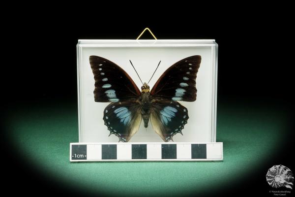 Charaxes imperialis (17217) ein Schmetterling aus Afrika | Präparate | Schmetterlinge