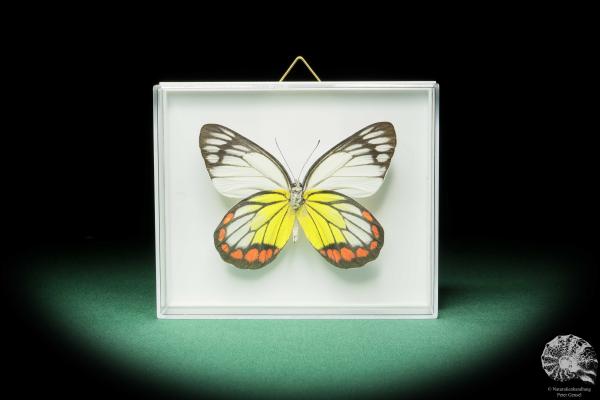 Delias hyparete (17231) a butterfly from Philippines | Taxidermy | Butterflies