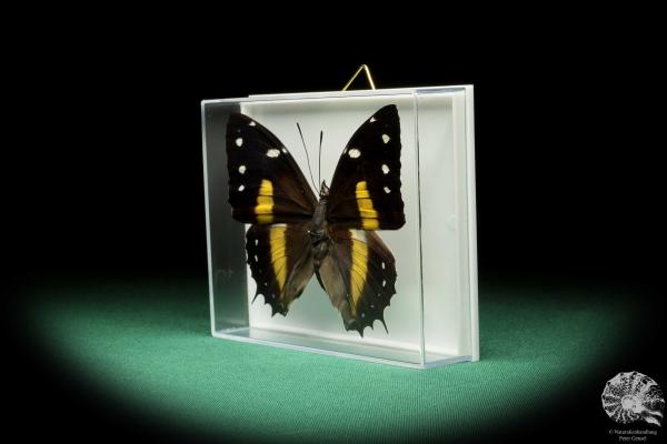 Baeotus japetus (17239) a butterfly from South America | Taxidermy | Butterflies