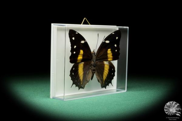 Baeotus japetus (17239) a butterfly from South America | Taxidermy | Butterflies