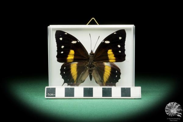 Baeotus japetus (17239) a butterfly from South America | Taxidermy | Butterflies