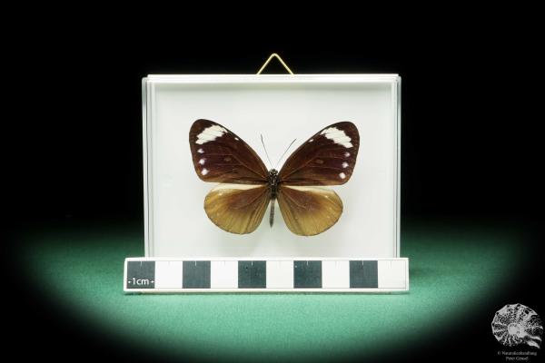 Euploea tulliolus (17241) a butterfly from Southeast Asia | Taxidermy | Butterflies