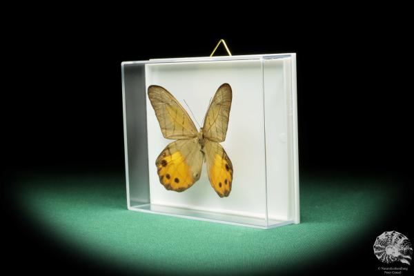 Pierella hyceta (17243) a butterfly from South America | Taxidermy | Butterflies