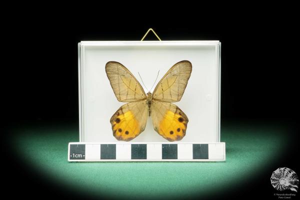 Pierella hyceta (17243) a butterfly from South America | Taxidermy | Butterflies