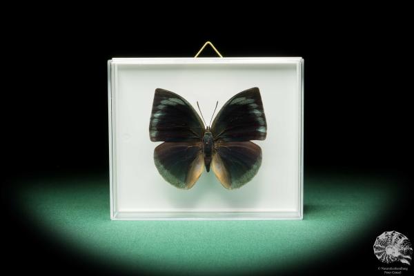 Anaea dia (17257) a butterfly from South America | Taxidermy | Butterflies