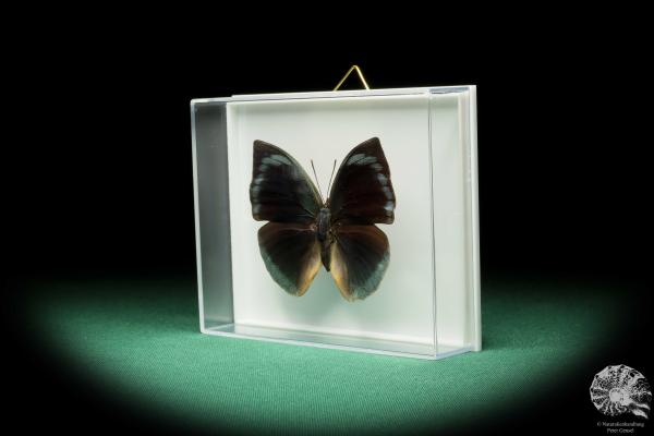 Anaea dia (17257) a butterfly from South America | Taxidermy | Butterflies