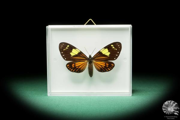 Chetone phyleis (17259) a butterfly from South America | Taxidermy | Butterflies