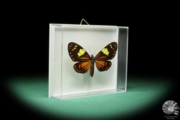 Chetone phyleis (17259) a butterfly from South America | Taxidermy | Butterflies