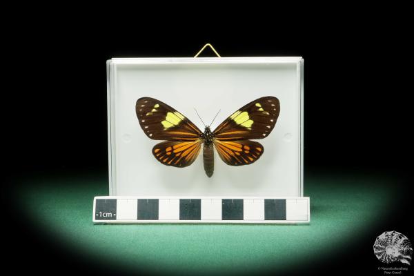 Chetone phyleis (17259) a butterfly from South America | Taxidermy | Butterflies