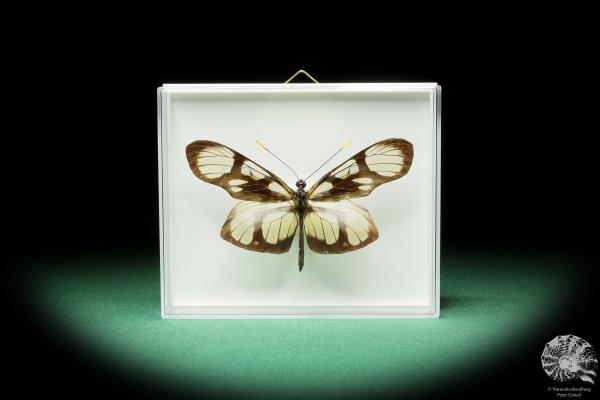 Patia orise denigrata (17261) a butterfly from South America | Taxidermy | Butterflies