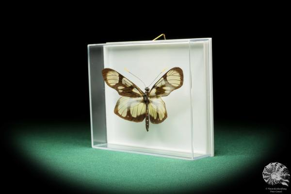 Patia orise denigrata (17261) a butterfly from South America | Taxidermy | Butterflies