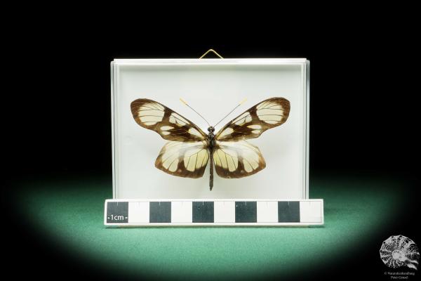 Patia orise denigrata (17261) a butterfly from South America | Taxidermy | Butterflies