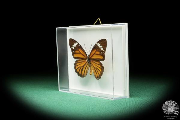 Danaus genutia (17265) a butterfly from Southeast Asia | Taxidermy | Butterflies