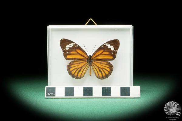 Danaus genutia (17265) ein Schmetterling aus Südostasien | Präparate | Schmetterlinge