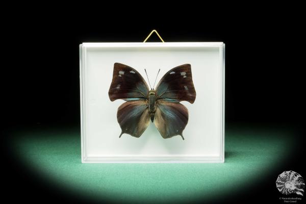 Anaea philumena (17266) a butterfly from South America | Taxidermy | Butterflies