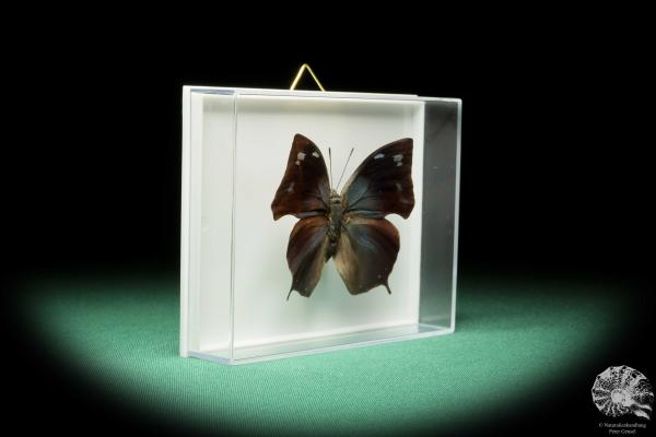 Anaea philumena (17266) a butterfly from South America | Taxidermy | Butterflies