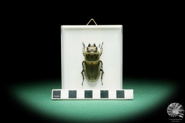 Allotopus rosenbergi a beetle
