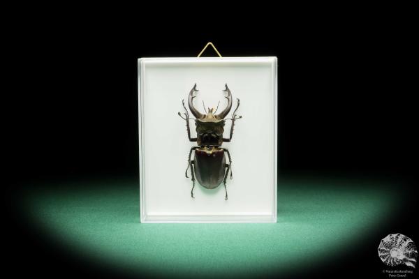 Lucanus fryi (17309) ein Käfer aus Südostasien | Präparate | Käfer