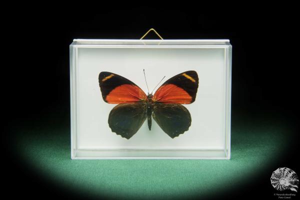 Callicore texa maimuna (17367) a butterfly from South America | Taxidermy | Butterflies