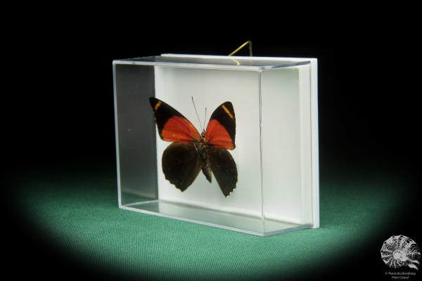 Callicore texa maimuna (17367) a butterfly from South America | Taxidermy | Butterflies