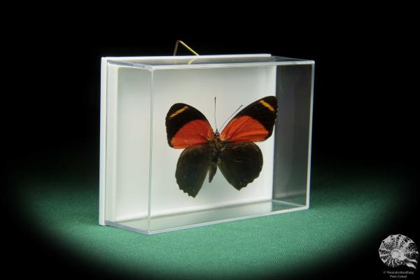 Callicore texa maimuna (17367) a butterfly from South America | Taxidermy | Butterflies