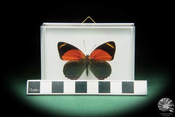 Callicore texa maimuna (17367) ein Schmetterling aus Südamerika | Präparate | Schmetterlinge