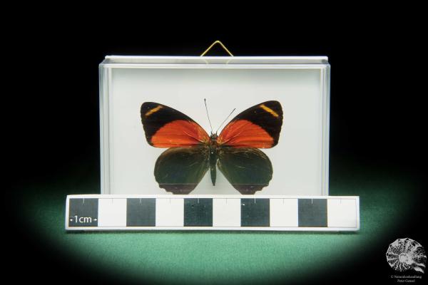Callicore texa maimuna ein Schmetterling