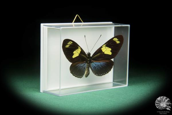 Heliconius doris caeruleatus (17387) a butterfly from South America | Taxidermy | Butterflies