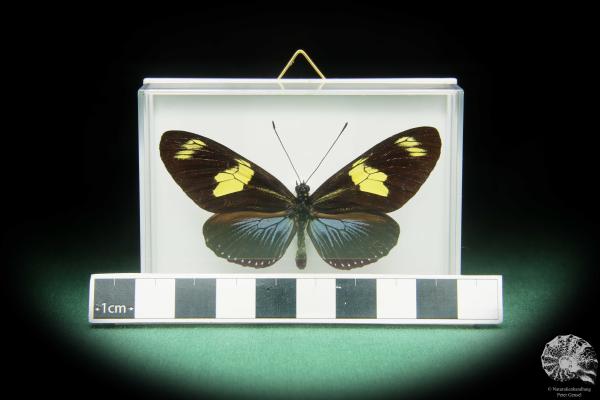 Heliconius doris caeruleatus (17387) a butterfly from South America | Taxidermy | Butterflies