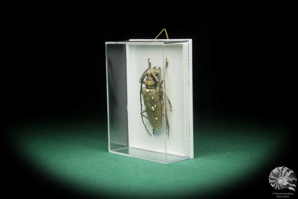 Batocera spec. (17391) a beetle from Indonesia | Taxidermy | Beetles