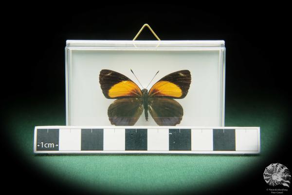 Callicore eunomia (17396) a butterfly from South America | Taxidermy | Butterflies