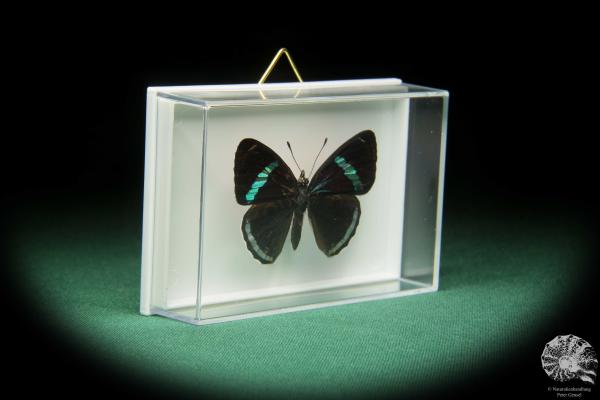 Diaethria clymena (17398) a butterfly from South America | Taxidermy | Butterflies