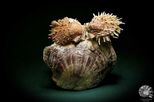 Spondylus echinatus on Placuna ephippium (1755) a shell from Philippines | Conchylia | Shells & Brachiopods