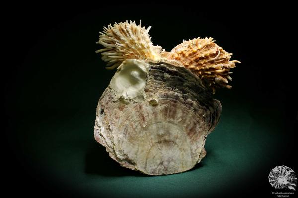 Spondylus echinatus auf Placuna ephippium (1755) eine Muschel aus Philippinen | Conchylien | Muscheln & Brachiopoden