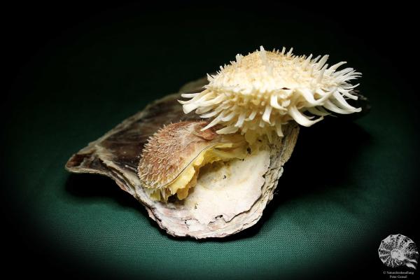 Spondylus echinatus on Placuna ephippium (1757) a shell from Philippines | Conchylia | Shells & Brachiopods