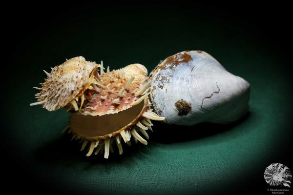 Spondylus echinatus on Modiolus philippinarum (1759) a shell from Philippines | Conchylia | Shells & Brachiopods