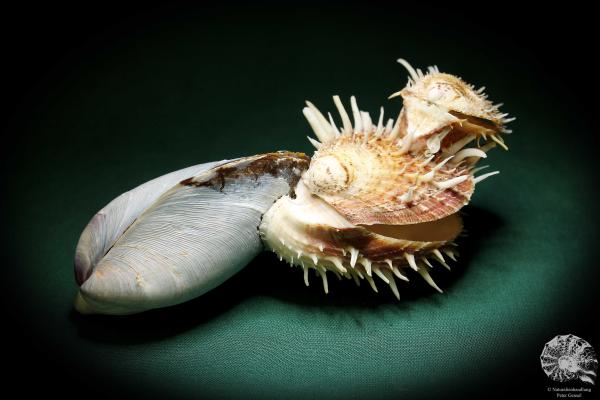 Spondylus echinatus auf Modiolus philippinarum (1759) eine Muschel aus Philippinen | Conchylien | Muscheln & Brachiopoden