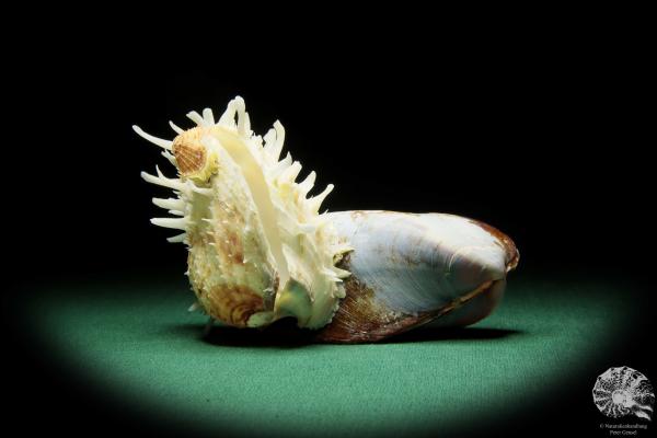 Spondylus echinatus on Modiolus philippinarum (1761) a shell from Philippines | Conchylia | Shells & Brachiopods