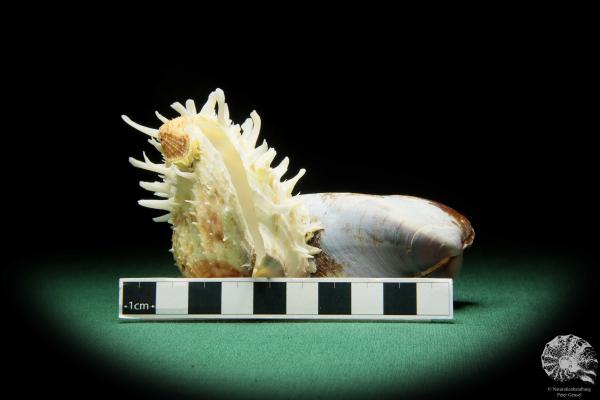 Spondylus echinatus on Modiolus philippinarum (1761) a shell from Philippines | Conchylia | Shells & Brachiopods