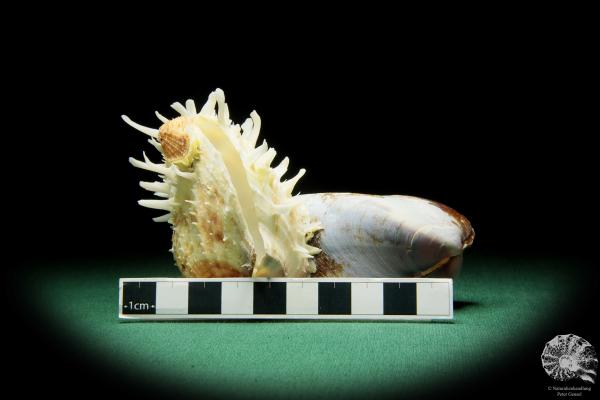 Spondylus echinatus auf Modiolus philippinarum eine Muschel