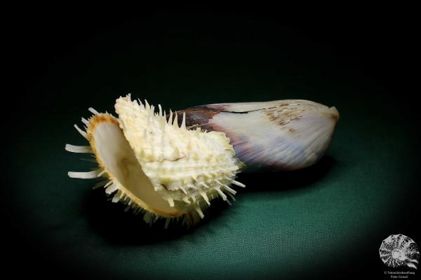 Spondylus echinatus auf Modiolus philippinarum (1764) eine Muschel aus Philippinen | Conchylien | Muscheln & Brachiopoden