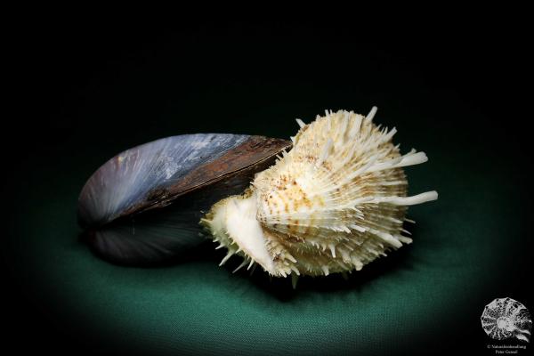 Spondylus echinatus on Modiolus philippinarum (1764) a shell from Philippines | Conchylia | Shells & Brachiopods