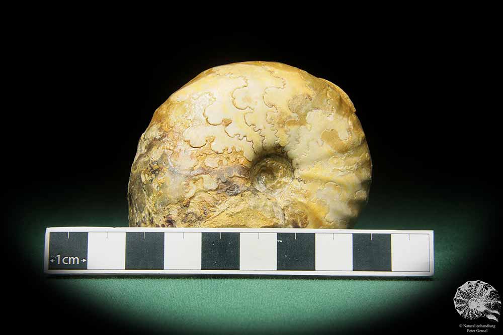 cf. Thomasites gongilensis (17680) a cephalopod from Africa | Fossils | Cephalopods