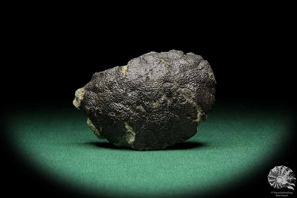 Coeloma balticum (17690) a fossil from Germany | Fossils | Other